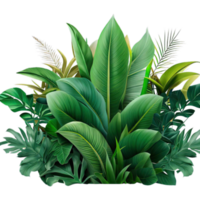 aislado tropical planta y verano árbol png