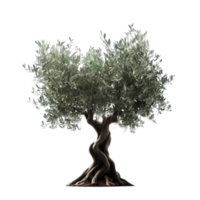 aislado tropical planta y verano árbol png