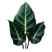 aislado tropical planta y verano árbol png