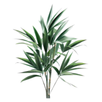 aislado tropical planta y verano árbol png