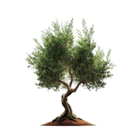 aislado tropical planta y verano árbol png