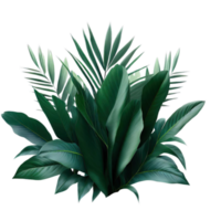 aislado tropical planta y verano árbol png