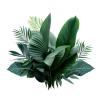 aislado tropical planta y verano árbol png