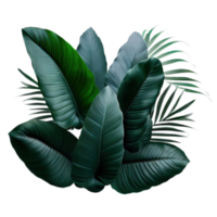 aislado tropical planta y verano árbol png