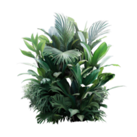 aislado tropical planta y verano árbol png