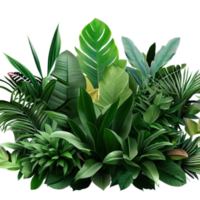 isolated tropical plant and summer tree png