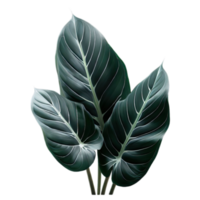 isolé tropical plante et été arbre png