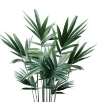 aislado tropical planta y verano árbol png