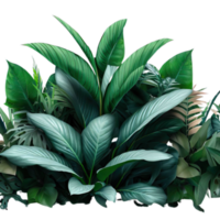 aislado tropical planta y verano árbol png