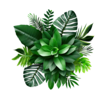 isolated tropical plant and summer tree png