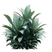 aislado tropical planta y verano árbol png