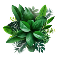 aislado tropical planta y verano árbol png