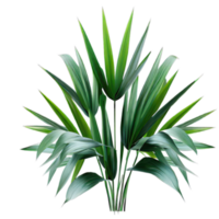 isolé tropical plante et été arbre png