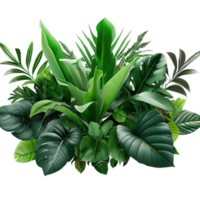 aislado tropical planta y verano árbol png