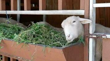 Schaf Essen Gras im ihr Stall im das Nachmittag. großartig zum Kinder- Lernen Videos und eid al-adha.