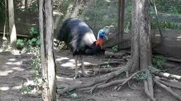 casoar cette est à la recherche pour nourriture dans le sol. génial pour des gamins apprentissage vidéos. video