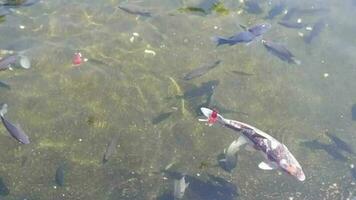 Koi Fisch Schwimmen im Teiche. großartig zum Kinder Lernen Videos. video
