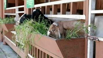 Sheep eating grass in their stall in the afternoon. Great for children's learning videos and Eid al-Adha.