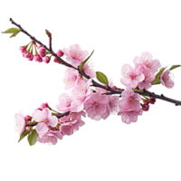 Pink cherry blossom on transparent background, created with png