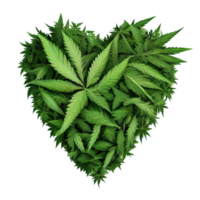 Heart shape made of cannabis leaves on transparent background, created with png