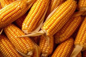 Ripe raw corn ears, autumn harvest, photo