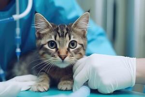 veterinario examinando linda gato en veterinario clínica, generativo ai foto