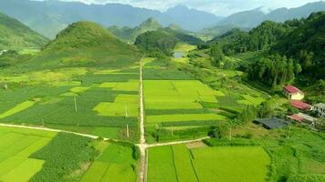 aereo Visualizza 4k video di fuco risaia i campi collocato nel tam figlio cittadina, quan ba quartiere, ah giang Provincia, Vietnam.