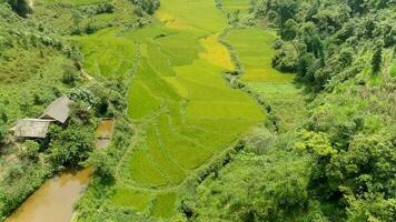 aéreo Visão 4k vídeo de zangão arroz Campos localizado dentro tam filho cidade, quan BA distrito, ha giang província, Vietnã. video