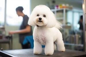 linda perro a peluquero salón, ai generado foto