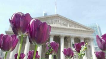 schwarz lila Tulpe oder Tulpe im das Wind sonnig Sommer- Wetter. Tulpen Niederländisch oder Niederlande Blume im das Garten von Bank Bahnhof Kreuzung Straße von London England. Tulpe Blumen Blühen und alt Gebäude video