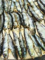 Drying anchovy fish close up photo