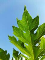 Papaya leaf with background blue sky photo