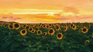 Zoom out view dramatic Sunset sky behind sunflowers field timelapse. Cinematic summer agriculture time lapse video