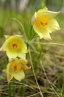 Three yellow spring flowers close up with selective focus withcopy space. photo