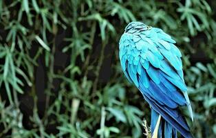 Macaw Bird Parrot Animal Feather Exotic Tropical photo