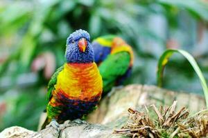 Parrot Bird Perched Animal Feathers Plumage Beak photo