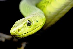 el serpiente cuelga en el árbol y palos sus cabeza fuera foto