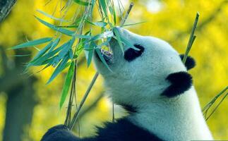 Panda Bamboo Bear Mammal China Zoo Species photo