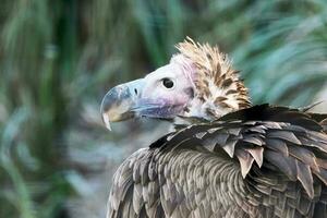 pájaro buitre orejas buitre ornitología especies foto