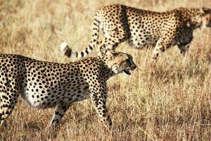 Leopards run a lot to target their prey photo