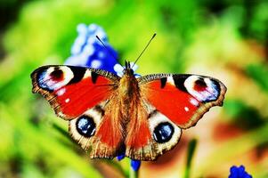 Butterflies are very beautiful to look at photo