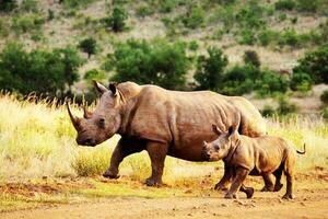 Rhinos Calf Animals Mammals Zoo Horns photo