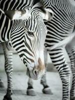 African jungle zebras are very large and beautiful to look at photo