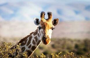 Giraffe looking at the camera through the tree photo