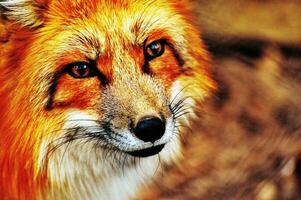 The red fox looks very beautiful photo