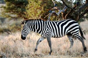 The most beautiful animal of the jungle is the zebra photo