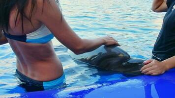 Tourist cuddle cute dolphin named Monica in dolphinarium. Batumi Georgia Dolphinarium Swim with dolphin experience video