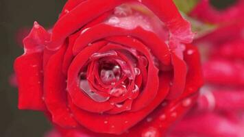rojo Rosa con lluvia gotas floreciente en jardín. video
