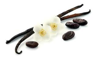 Vanilla and cocoa beans photo