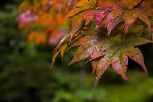 japonés árbol en japonés jardín foto